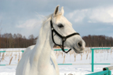 Horse_Jumps_Animal_Mammals_Man