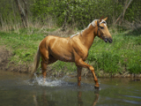 Horse_sorrel_chestnut_ganger_s