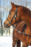 animals_horses_head_farm_brown