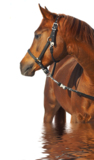 animals_horses_head_farm_brown