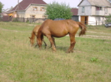 лошадь,_жеребено