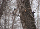 nature,_animal,_squirrel,_bar