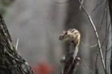 animal_and_flora,_animal,_rode