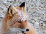 animal_and_flora,_animal,_fox,