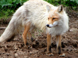 animal_and_flora,_animal,_fox,