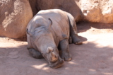 носорог,_животно