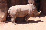 Носорог,_животно