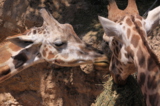 жирафы,_животные