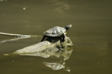 черепаха,_вода,_л