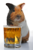 guinea_pig_glass_rodent_smile_