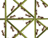 insects_ants_leaves_extreme_cl