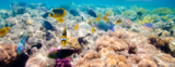 animals_underwater_fish_in_cor