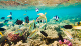 animals_underwater_fish_in_cor