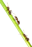 active_ant_anthill_close_up_co