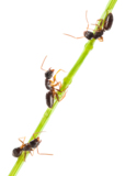 active_ant_anthill_close_up_co