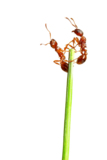 insects_ants_leaves_extreme_cl