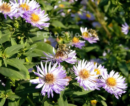 пчела,_мед,_цвето