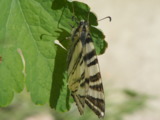 бабочка,_насеком