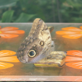 butterflies,_butterfly,_peacoc