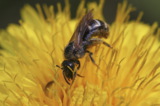 пчела_насекомое_
