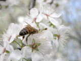 пчела,_цветок,_ве