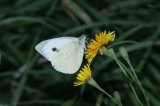 белая,_бабочка,_
