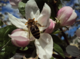 пчела,_цветок,_яб