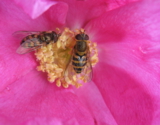 пчела_пыльца_цве