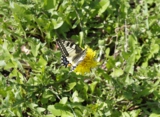 papilio_machaon,_отряд_ч