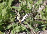 papilio_machaon,_отряд_ч