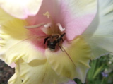 насекомое,_пчела