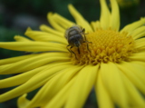 насекомое_пчела_