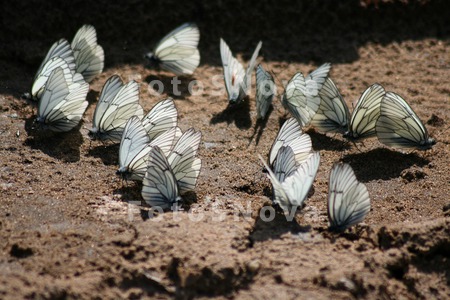 Бабочки,_лето,_ию