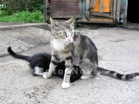 кошка;_котенок;_ж