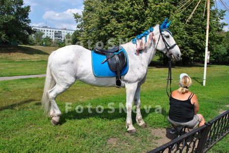 конь_лошадь_бела