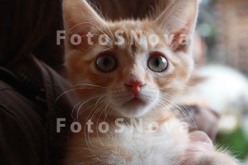 котёнок,_рыженьк