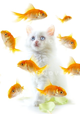 animals_pets_cat_goldfish_fish