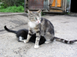 кошка;_котенок;_ж