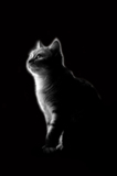 кошка_кот_черно_�