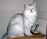 кошка,_персидска
