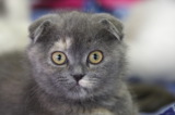 котенок_вислоух