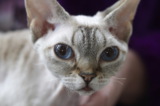 кошка_девон_рекс