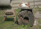 Кошка,_деревня,_п