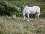 Белая_лошадь,_гр