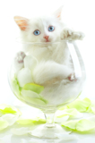 pets_animals_cat_white_fur_fel