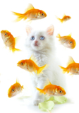 animals_pets_cat_goldfish_fish