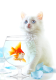 animals_pets_cat_goldfish_fish