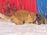 кот,_кошка,_живот