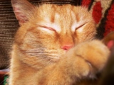 кот,_кошка,_спящи