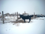 корова,_бык,_зима
